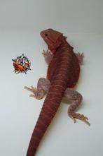 Pogona bardagaam, Dieren en Toebehoren