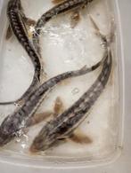 Diamant steurs 35 40 cm