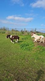 Miniatuurpaarden Nmprs, Dieren en Toebehoren, Pony's, Gechipt