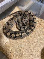 1.2 hypo puzzle project, Dieren en Toebehoren