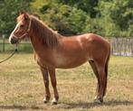 10 jarige D pony, Dieren en Toebehoren, Paarden, Merrie, Minder dan 160 cm, L, Recreatiepaard