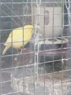 Te koop Kanarie man geel, Dieren en Toebehoren, Vogels | Kanaries
