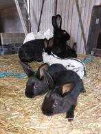 Voedster met 4 jongen, Meerdere dieren, Middelgroot, 0 tot 2 jaar