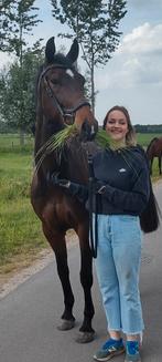 GEZOCHT Weide te huur regio Sint - Niklaas, Dieren en Toebehoren, Stalling en Weidegang