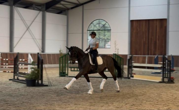 Prachtige 11 jarige Belconi x don frederico, Dieren en Toebehoren, Paarden, Ruin