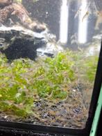 ACTIE garnalen mix van alles wat locatie maastricht, Dieren en Toebehoren, Ophalen