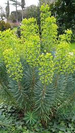 Euphorbia of Wolfsmelk, Tuin en Terras, Planten | Tuinplanten, Ophalen, Vaste plant