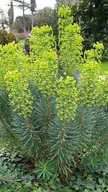 Euphorbia of Wolfsmelk beschikbaar voor biedingen