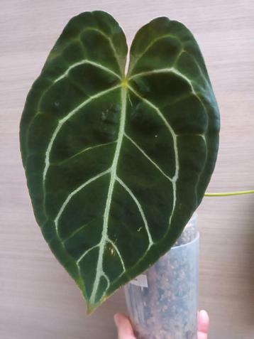 Anthurium green saucer, Huis en Inrichting, Ophalen of Verzenden