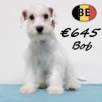 Schnoodle reutjes Bean & Bob, te koop (Belgische pups), Dieren en Toebehoren, Honden | Chihuahua's en Gezelschapshonden, België