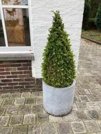 Mooie buxus met stenen pot, Jardin & Terrasse, Plantes | Arbustes & Haies, Enlèvement, Buis, Arbuste
