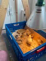 Brahma haantjes, Dieren en Toebehoren, Mannelijk, Kip