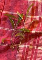 hygrophila corymbosa aquarium plant, Enlèvement ou Envoi