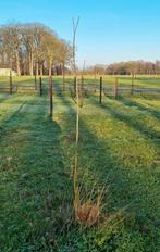 4x gewone es boompjes, Jardin & Terrasse, Plantes | Arbres, Enlèvement