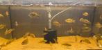 +/- 35 Astatotilapia calliptera Cichliden te koop, Dieren en Toebehoren, Vissen | Aquariumvissen, Vis, Zoetwatervis
