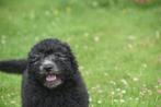 Poedel kruising pups,Maltipoo,cavapoo,cockapoo, 15 weken tot 1 jaar, Buitenland, CDV (hondenziekte), Meerdere