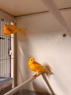 Waterslagers, Dieren en Toebehoren, Vogels | Kanaries