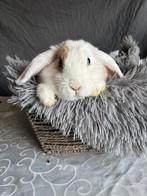 Konijn, Dieren en Toebehoren, Mannelijk, Dwerg, Hangoor, 0 tot 2 jaar