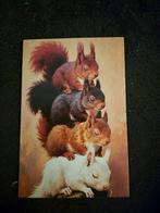 Postkaart eekhoorns, Verzamelen, Postkaarten | Dieren, Ophalen of Verzenden