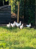 Poules de Bresse kippen, Dieren en Toebehoren, Pluimvee