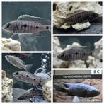 Copadichromis Mloto cichliden malawi hobbykweek (zeldzamer), Dieren en Toebehoren, Vissen | Aquariumvissen, Vis, Zoetwatervis