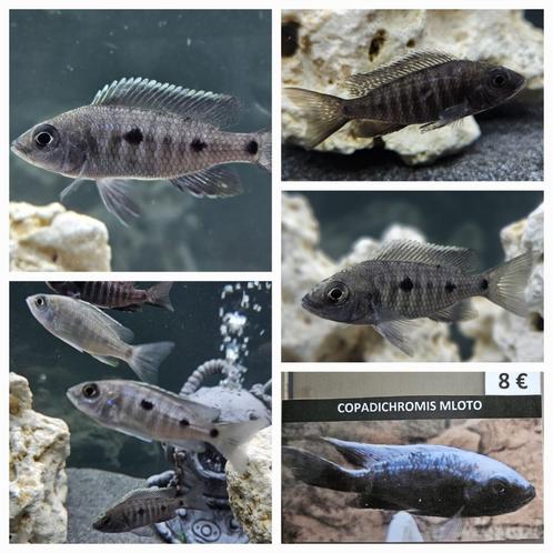 Copadichromis Mloto cichliden malawi hobbykweek (zeldzamer), Dieren en Toebehoren, Vissen | Aquariumvissen, Zoetwatervis, Vis