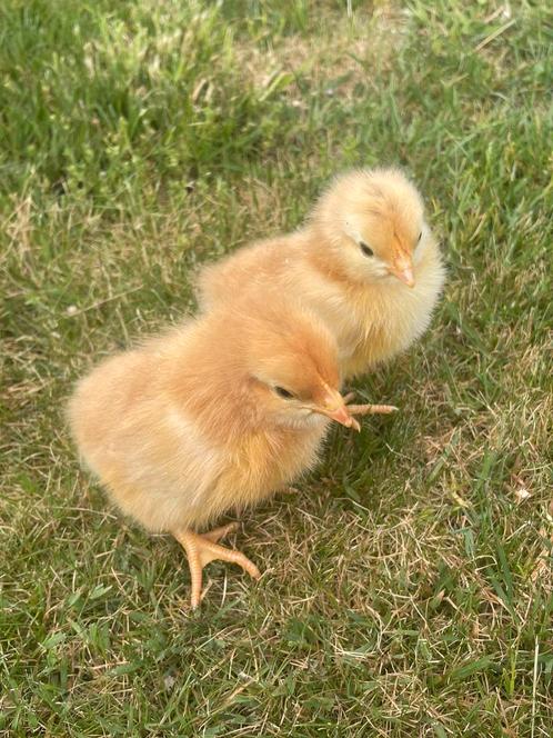 Lieve 1dags kuikentjes, Dieren en Toebehoren, Pluimvee