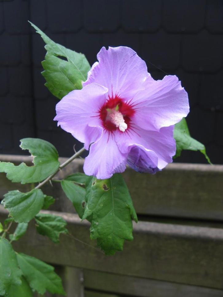 Hibiscus (althéa) en pot, Tuin en Terras, Planten | Struiken en Hagen, Struik, Overige soorten, 100 tot 250 cm, Ophalen