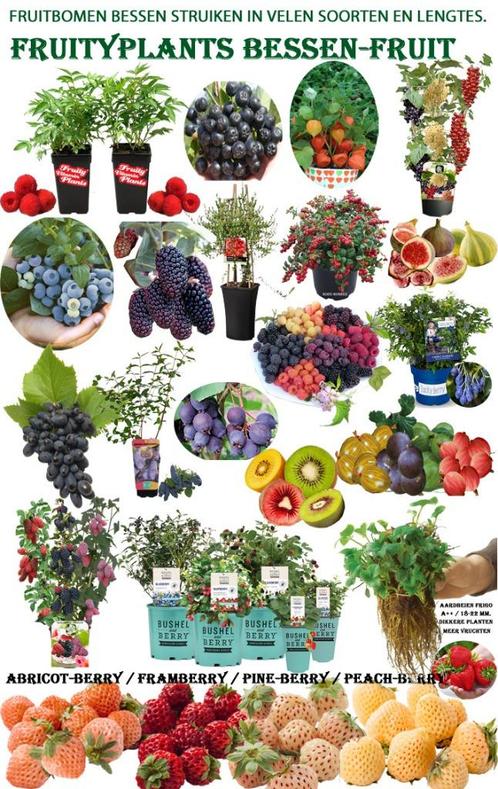 Fruitplanten zachtfruit groot sortiment oude/nieuwe soorten, Jardin & Terrasse, Plantes | Jardin, Plante fixe, Plantes fruitières