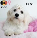 Lieve Havanezer teefjes - Kyra, Kiki, Kaja & Kelsi, Dieren en Toebehoren, België, 15 weken tot 1 jaar, CDV (hondenziekte), Teef