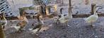 Ganzen, Dieren en Toebehoren, Pluimvee, Meerdere dieren, Gans of Zwaan