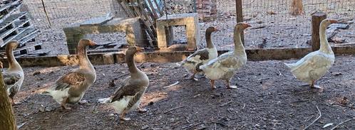 Ganzen, Dieren en Toebehoren, Pluimvee, Gans of Zwaan, Meerdere dieren