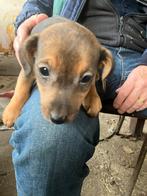 Te koop drie jack russel, Dieren en Toebehoren, Honden | Jack Russells en Terriërs, België, Fokker | Hobbymatig, Jack Russell Terriër