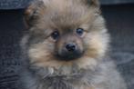 Pomeriaan pup , keeshond,spitz,mini dwergkees pups, Dieren en Toebehoren, Honden | Poolhonden, Keeshonden en Oertypen, België