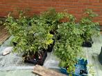 lot de plus de 80 pieds de tomates naines et micro-naines, Annuelle, Plein soleil, Enlèvement ou Envoi, Plantes potagères