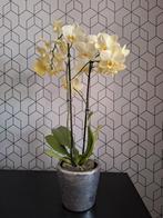 orchidee, Ophalen