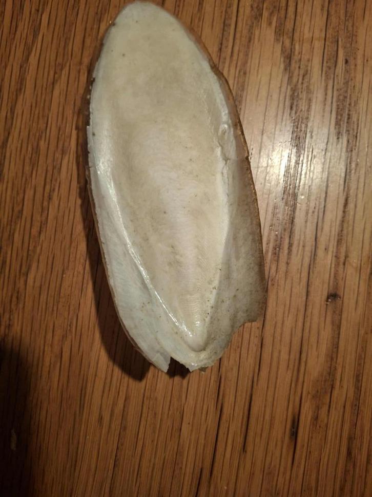 Sepia - pijlstaartinktvis - vogelvoeding, Dieren en Toebehoren, Vogels | Toebehoren, Zo goed als nieuw, Eten en Drinken, Ophalen