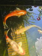 Kois, Dieren en Toebehoren, Vissen | Vijvervissen, Karper of Koi