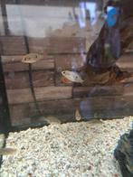 Garçon Cicliden, Animaux & Accessoires, Poissons | Poissons d'aquarium, Poisson d'eau douce