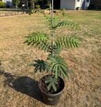 Albizia julibrissin (Perzische slaapboom) 80 cm, Tuin en Terras, Planten | Bomen, Minder dan 100 cm, Zomer, Ophalen, Volle zon