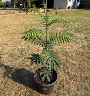 Albizia julibrissin (Perzische slaapboom) 100 cm beschikbaar voor biedingen