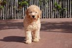 Prachtige medium Labradoodle pups, Dieren en Toebehoren, Honden | Retrievers, Spaniëls en Waterhonden, België, Overige rassen