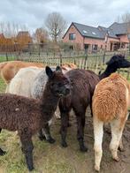 Alpaca’s cria merrie, Dieren en Toebehoren, Overige Dieren, Juli, Vrouwelijk