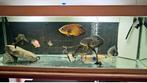 Aquarium 700litres + Filtres FX6 1500l/h 400€, Dieren en Toebehoren, Vissen | Aquaria en Toebehoren, Ophalen of Verzenden