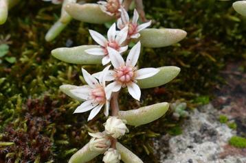 48 Sedum hispanicum, Spaanse muurpeper beschikbaar voor biedingen