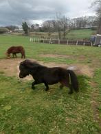 Ter dekking! Prachtige mini shetlander zwart!, Dieren en Toebehoren, Pony's, Hengst