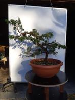 Bonsai Juniperus Kishu starter, Tuin en Terras, Ophalen