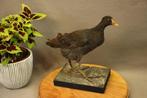 Taxidermie - Opgezette waterhoen, Verzamelen, Dierenverzamelingen, Ophalen of Verzenden, Gebruikt, Opgezet dier