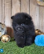 Chiot de poméranie/pompon / petit loulou, Loulou, Plusieurs, Parvovirose, Belgique