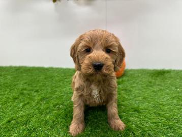 Nestje Cockapoo pups beschikbaar voor biedingen